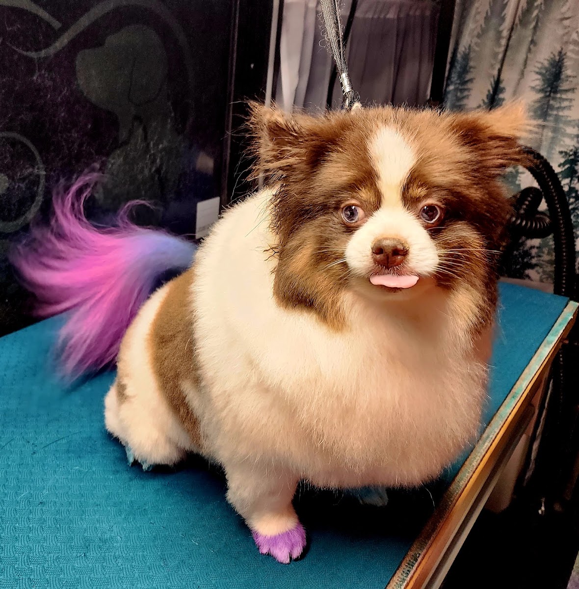 Small dog with pink and purple color on tail and paws