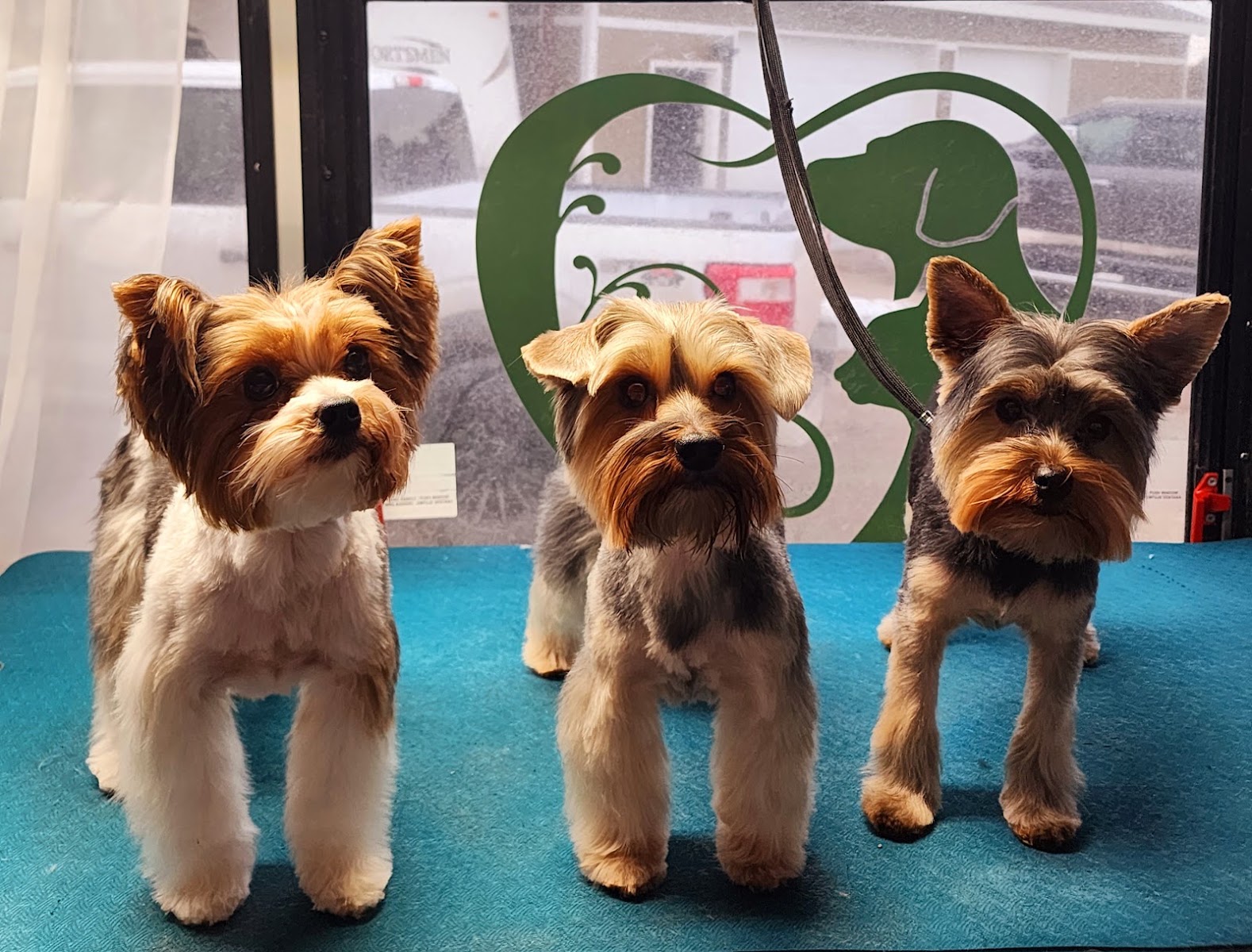 Three Yorkshire Terriers groomed on a teal table